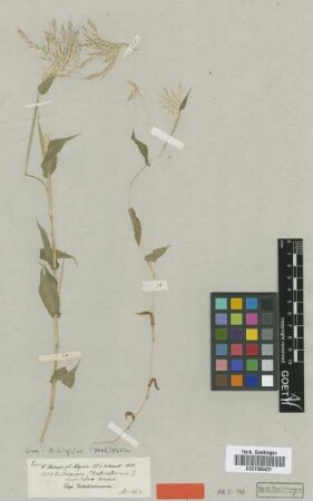 Andropogon cuspidatus Hochst. ex A.Rich. [type]