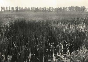 Sumpf-Schwertlilie (Iris pseudacorus), auch Gelbe Schwertlilie, Teichschwertlilie