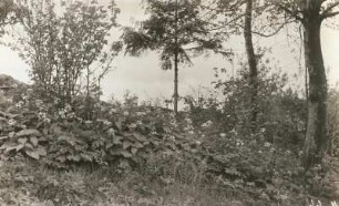 Osterzgebirge. Ausdauerndes Silberblatt (Wildes Silberblatt, Mondviole, Lunaria rediviva). Bestand unter Schattenbäumen im Oelsener Gebiet
