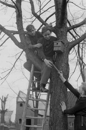 Schüler mit einem Vogel-Nistkasten : Schüler beim Anbringen des Nistkastens an einem Baum