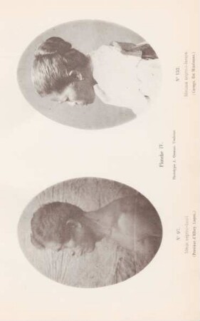 Planche IV.