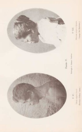 Planche IV.
