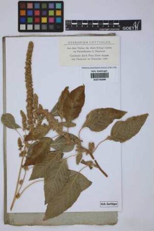 No taxon name on sheet
