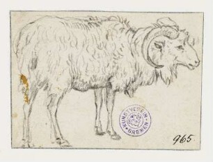 Widder