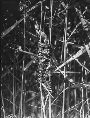 Drosselrohrsänger : Drosselrohrsänger (Acrocephalus arundinaceus) beim Füttern.