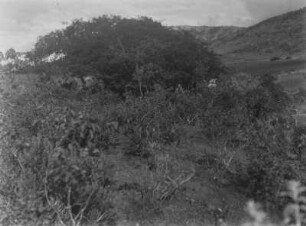 Landschaft mit Sträuchern : Sträucher und ein buschartiger Baum in einer mexikanischen Landschaft.
