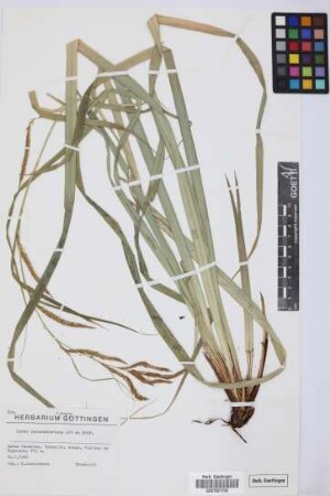 Carex perraudieriana (Kük. ex Bornm.) Gay ex Kük.