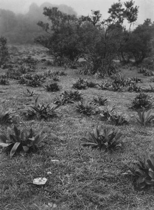 Orchideen : Erdorchideen und immergrüne Büsche in der Nebelvegetationszone am Rand der Hochfläche bei Erkowit
