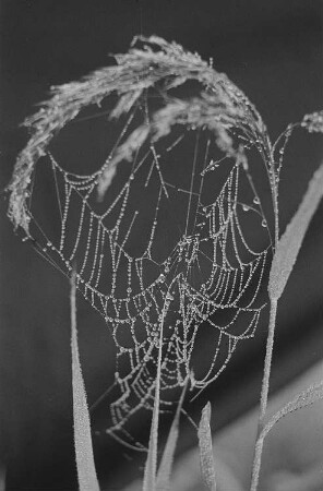 Spinnennetz