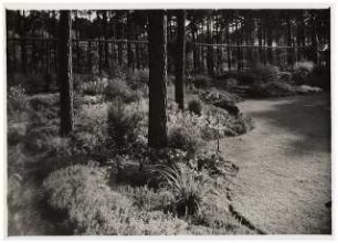 Garten Dr. Haas, Berlin-Dahlem: Pflanzung