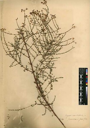 Hypericaceae Hypericum crispum Linné, Carl von (1707 - 1778) [Jerusalem, Yerushalayim, El Quds, Al-Quds, Al Quds, El Quds Esh Sherif, Al-Muqaddas, Jérusalem, Gerusalemme, Jerusalén, Aelia Capitolina, Colonia Aelia Capitolina, Hierosolyma, Urusalim, Jerusalem]