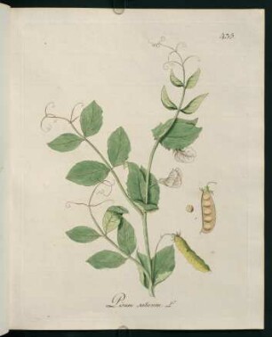 Pisum sativum L.