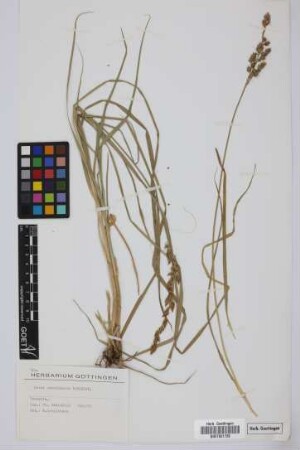 Carex canariensis Kük.