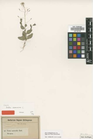 Draba nemoralis Ehrh. [type]