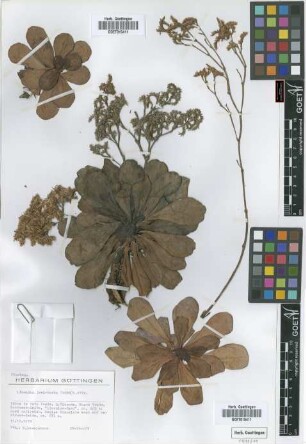 Limonium jovi-barba (Webb) O. Kuntze