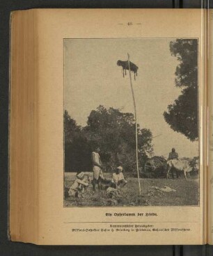 Ein Opferlamm der Hindu.