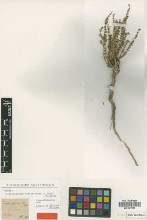 Lippia foliolosa Phil. [type]