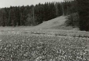 Oberlausitz. Polenztal unterhalb der Bockmühle mit Märzenbecherwiesen (Naturschutz)