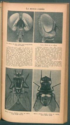 La mosca común