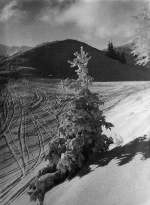 Winterbilder. Nadelbaum in verschneiter Landschaft