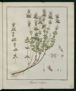 35r, Thymus vulgaris