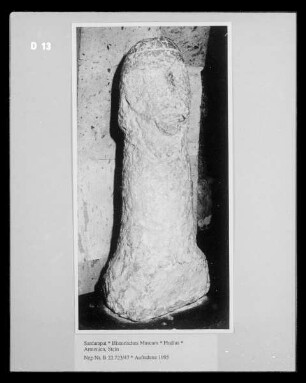Phallus