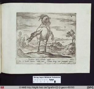 Ein aufbäumendes Pferd, von hinten betrachtet.