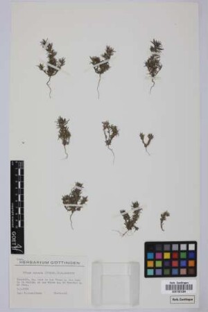 Ifloga spicata (Forssk.) Sch.Bip.