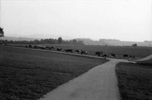 Dachsberg-Wolpadingen: Hotzenwald-Höhenweg