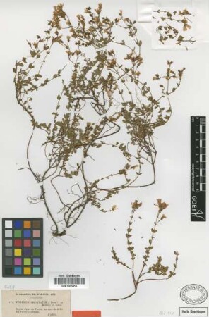 Hypericum crenulatum Boiss. [type]