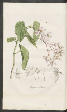 Begonia obliqua
