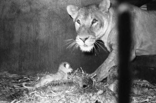 Nachwuchs bei den Löwen im Karlsruher Zoo.
