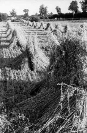 Feld mit Getreidehocken: hinten Baumreihe und Knick
