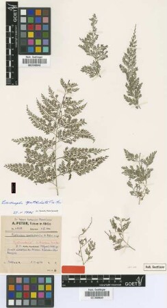 Asplenium spathulatum Peter [type]