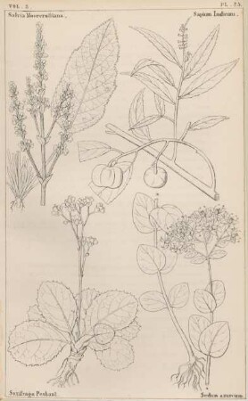Vol. 2, Pl. 25
