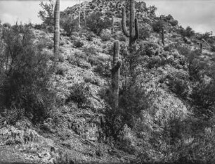 Vegetation am Salt River : Landschaft mit Strauch- und Kakteen-Vegetation in Arizona am Salt River östlich von Phoenix