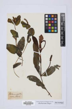 Potamogeton