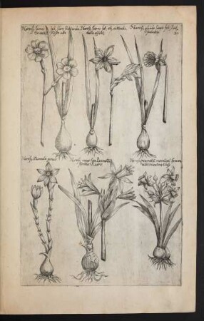 Taf. 30. [Narcissus]