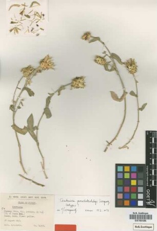 Centaurea pseudokotschyi Wagenitz [isotype]