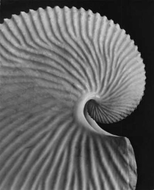 Argonauta argo L., Papierboot genannt, Mittelmeer