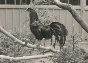 Hühnervogel (Galli). Bankivahuhn (Gallus gallus), Zooaufnahme