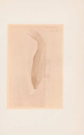 Carp in stream
