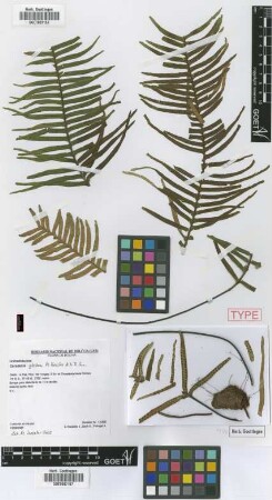 Ceradenia glabra M.Kessler & .A.R.Sm. [paratype]