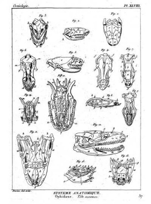 Pl. XLVIII. Systême Anatomique. Ophidiens. Tête osseuse.