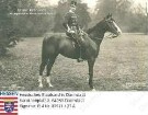 Wilhelm Kronprinz v. Preußen (1882-1951) / Porträt in ungarischer Husaren-Uniform, zu Pferd, in Park, Ganzfigur