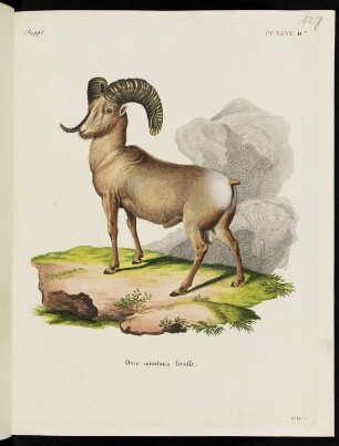 Suppl. CCXCIV. D. Ovis montana Geoffr.