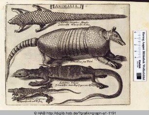 Animalia: Gürteltier und Echsen