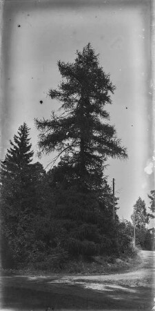 Lärche : Rochlitzer Berg, Lärche (Larix decidua).