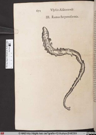 Ramus Serpentiformis.