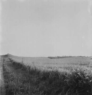 Feld : Straße entlang eines Getreidefeldes